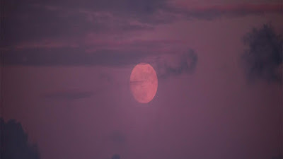 Pariban Dari Jakarta - Suryanto Siregar