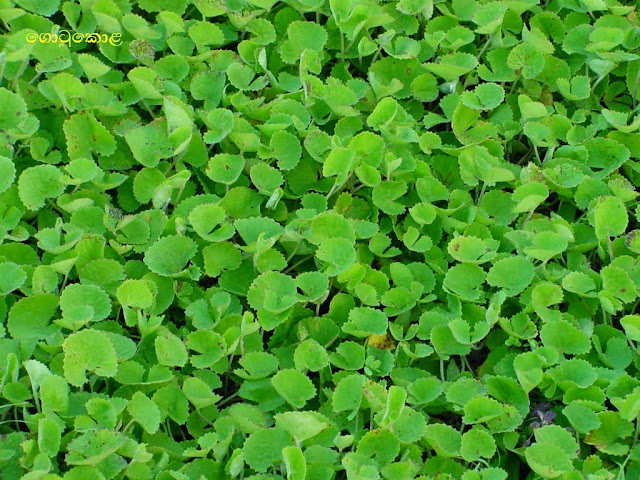 ගොටුකොළ (Gotukola - Centella Asiatica) - Your Choice Way