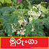 මුරුංගා (Murunga - Moringa Oleifera)