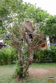 tree with salakot decors