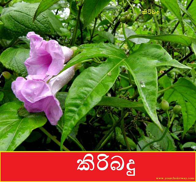 කිරිබදු (KiriBadu - Ipomoea Mauritiana) - Your Choice Way