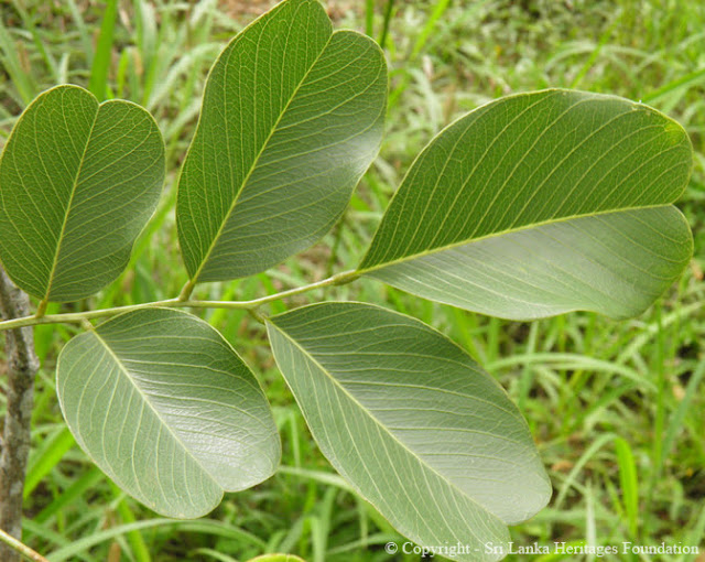 ගම්මාළු [Gammalu] (Pterocarpus Marsupium) - Your Choice Way