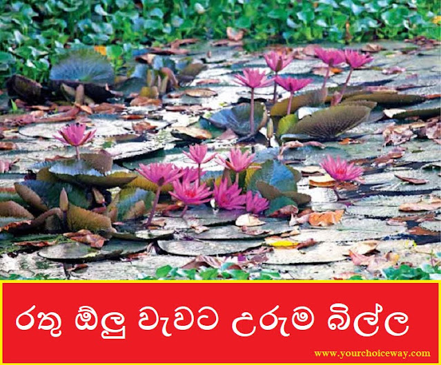 රතු ඕලු වැවට උරුම බිල්ල (Rathu Olu) - Your Choice Way