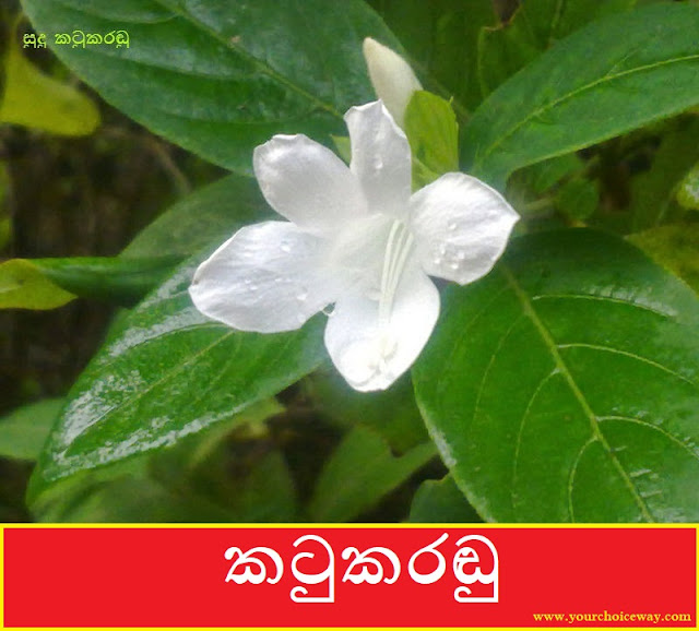 කටුකරඬු (Katukaradu - Barleria Prionitis) - Your Choice Way