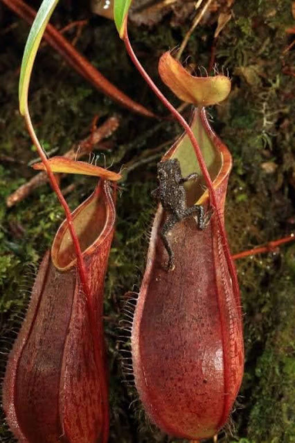 මාංශ භක්ෂක ශාක (Carnivorous Plants) - Your Choice Way