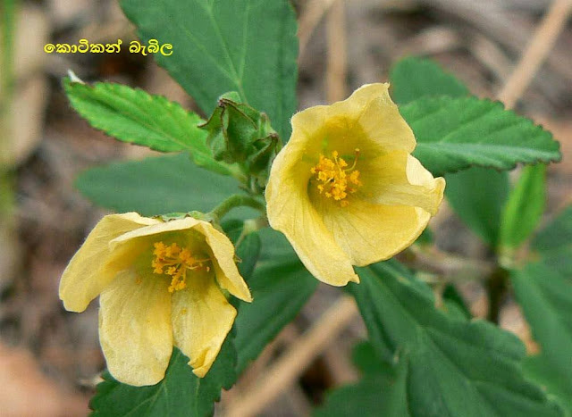 කොටිකන් බැබිල (Kotikan Babila - Sida Rhombifolia) - Your Choice Way