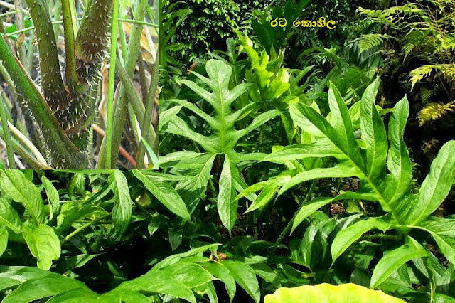 කොහිල (Kohila - Lasia Spinosa) - Your Choice Way