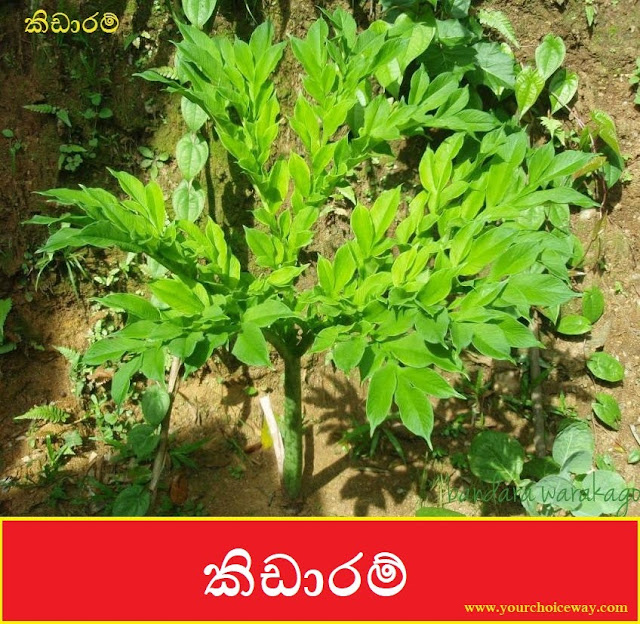 කිඩාරම් (Kidaram - Amorphophallus Paeoniifoliu) - Your Choice Way