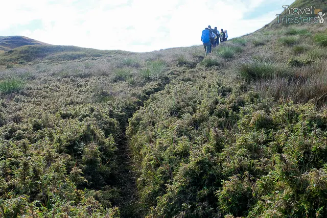 mount pulag