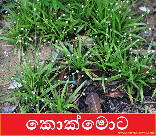 කොක්මොට (Kokmota - Eriocaulon Ceylanicum) - Your Choice Way