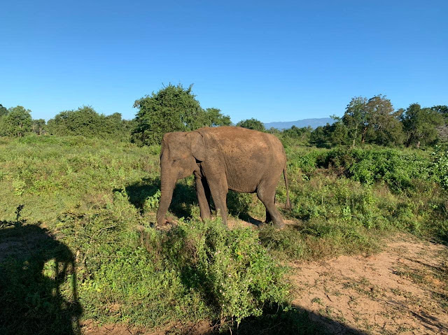 ඇත් අතුරු සෙවනේ යමු ද රවුමක් 🐘🐘🪴🌲 (Elephant Transit Home) - Your Choice Way