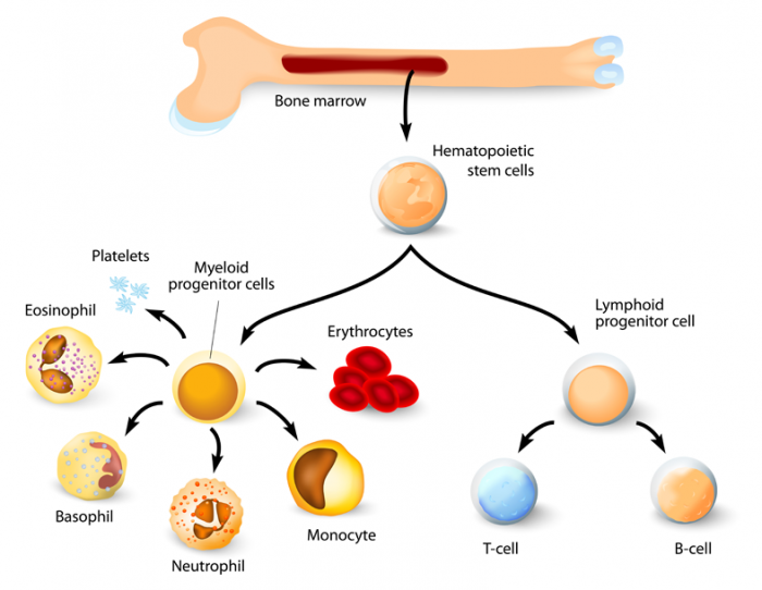 Seluk Beluk Sel Darah: Jenis dan Fungsinya