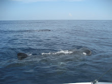 There were about 40 whale sharks feeding in the area