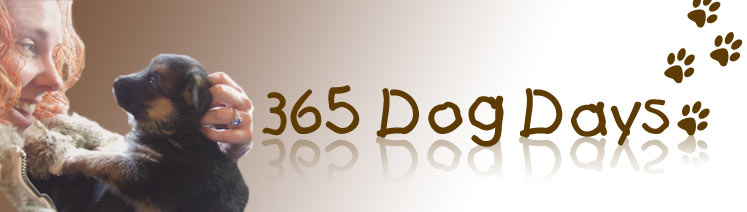365 Dog Days