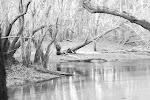 the river