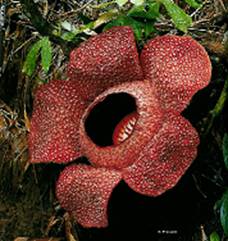 900 Koleksi Gambar Flora Endemik Di Dunia Gratis Terbaik