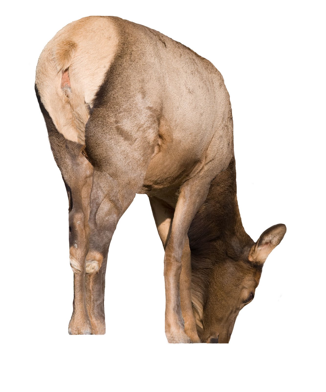 Team Decoy Introducing Montana Decoy's New HD Line of High