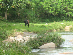 A cow beside the flowing brook in Biasong