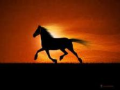 NEWSHORSE Says