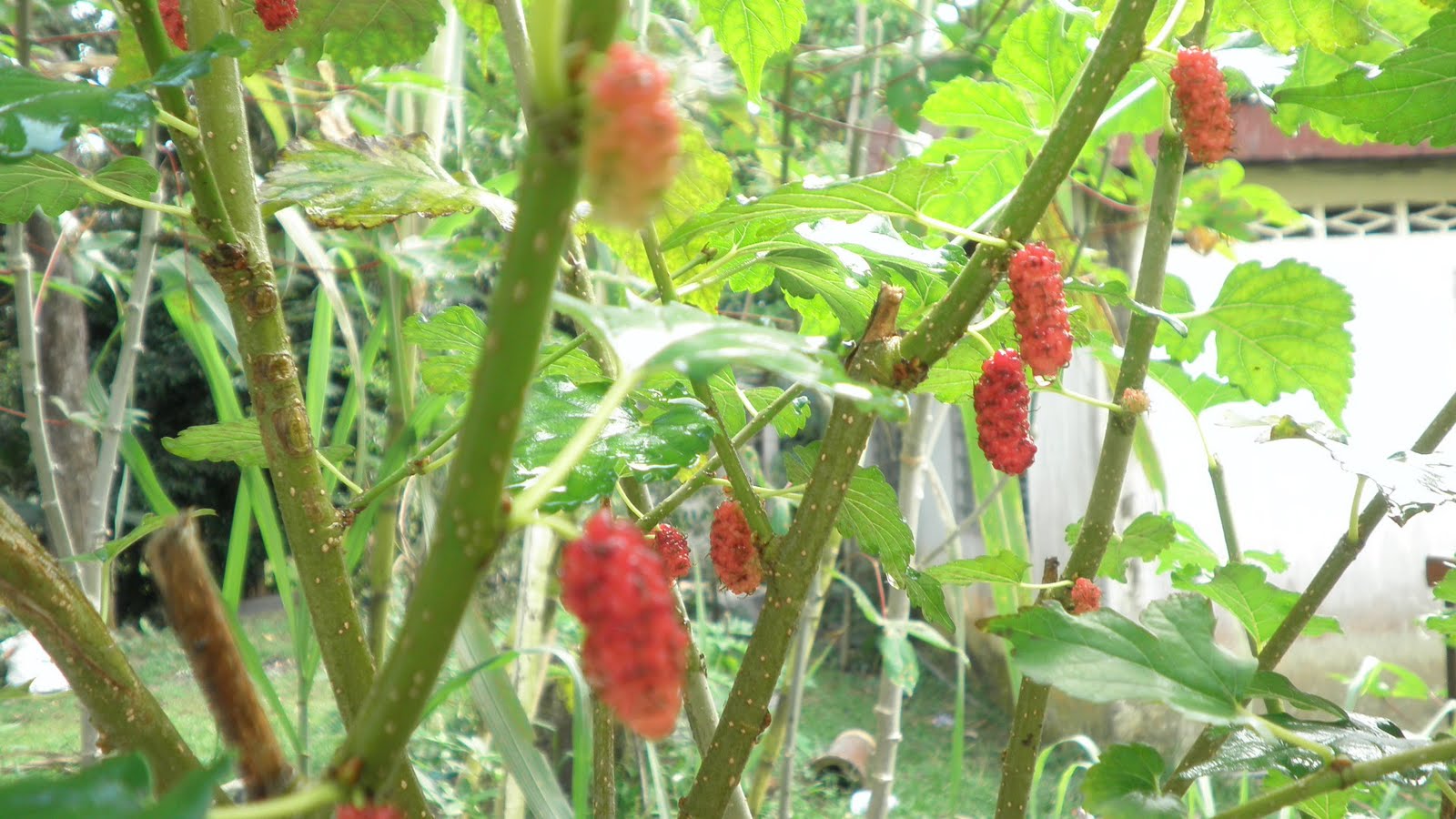 TROLAK SELATAN: RASBERRY