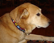 Our dog Chance models a nautical flag collar