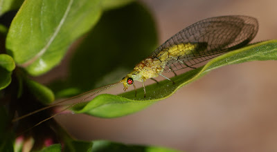 Bens Lens: Golden-eyed Lacewing