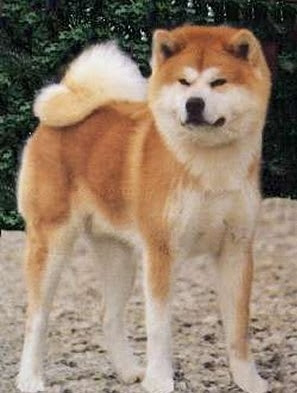 akita2.jpg