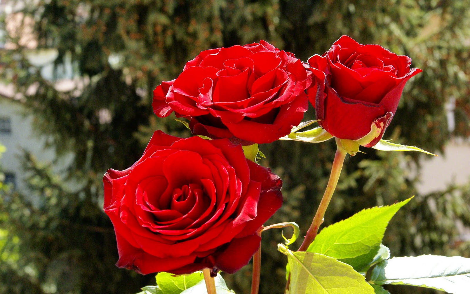 Amazing+Red+Roses+Wallpapers.jpg