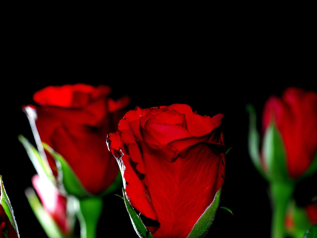 Pure+Red+Roses.jpg