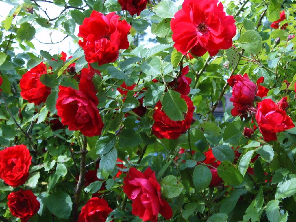Many+Red+Roses.JPG