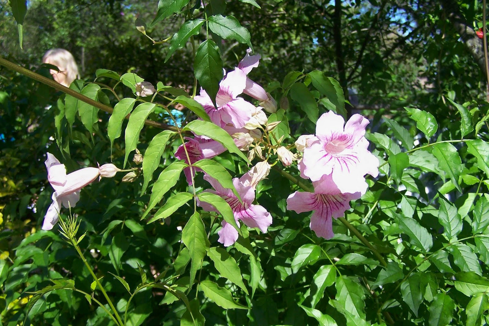 [Cheryl+Goveia+garden+desert+willow+vine.jpg]