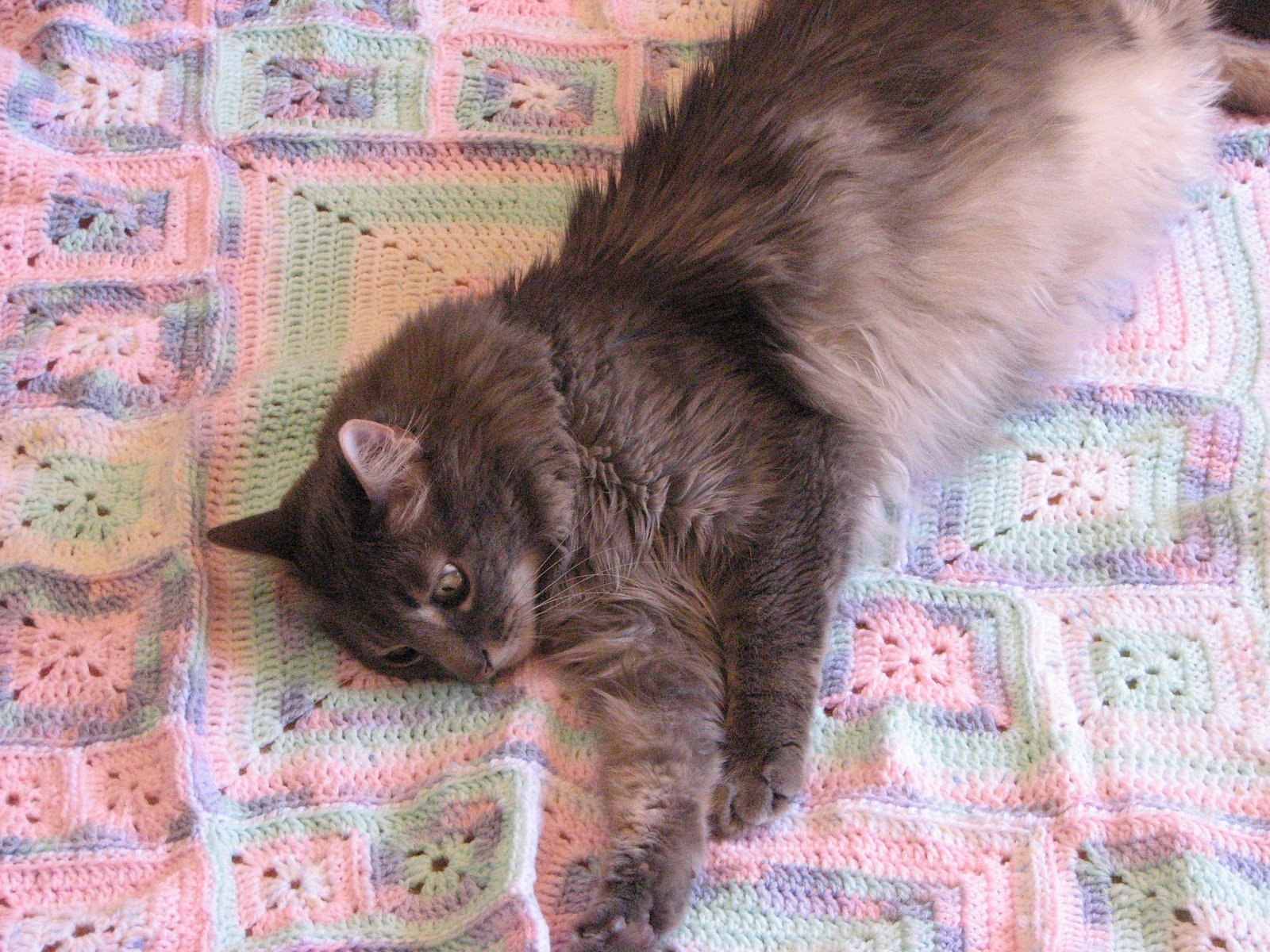 [Teddy+&+Afghan.JPG]