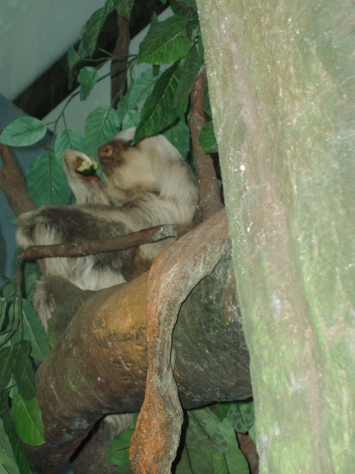 [sloth.JPG]