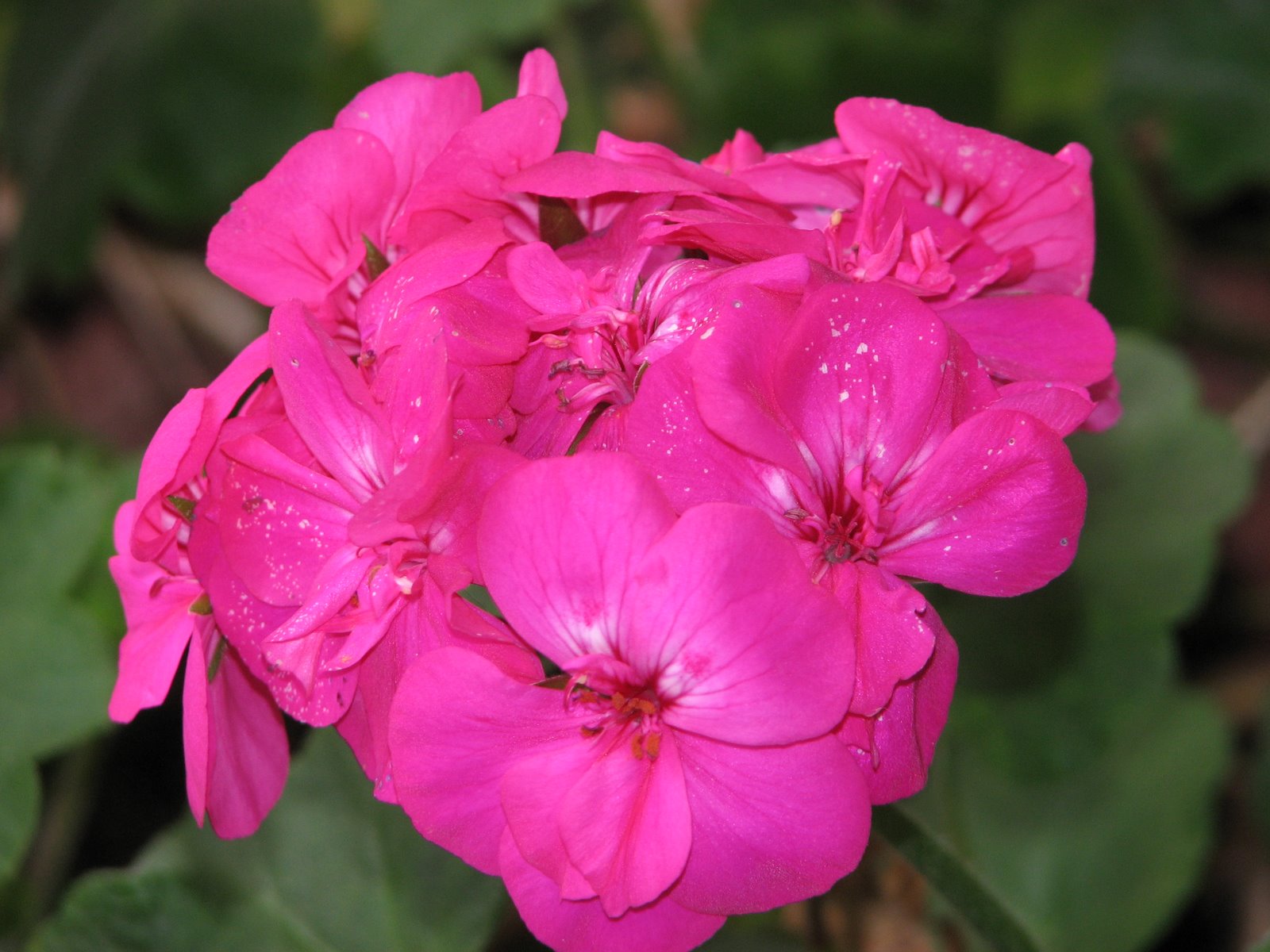 [pink+geranium.JPG]