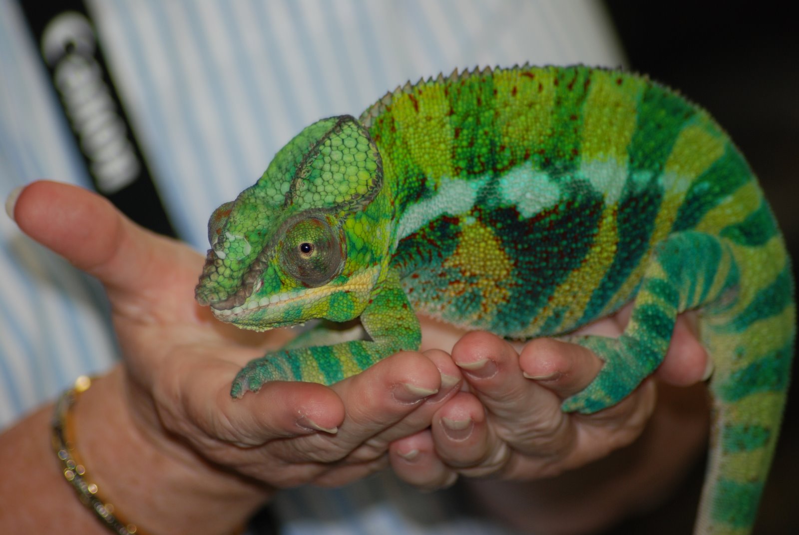 [Panther+Chameleon.JPG]