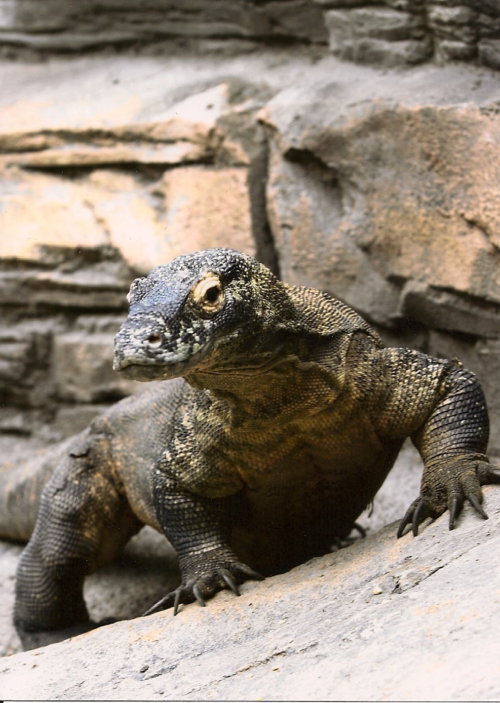 [Smaug+zoo+photo.jpg]