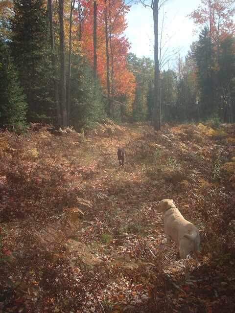[dogs+in+autumn.jpg]