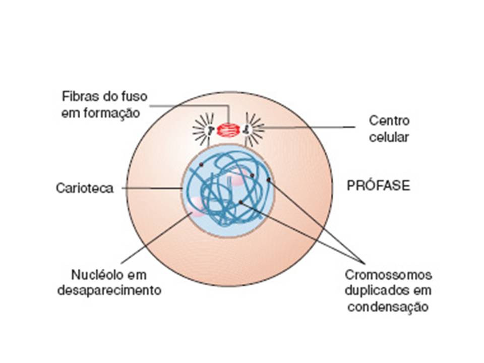 Na Divisão Celular Quando Desaparece A Carioteca Chamamos De - FDPLEARN