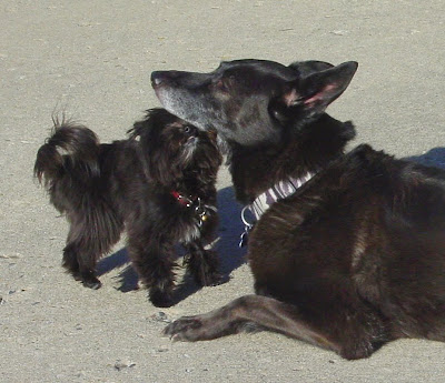 mooshu dog puppy friends