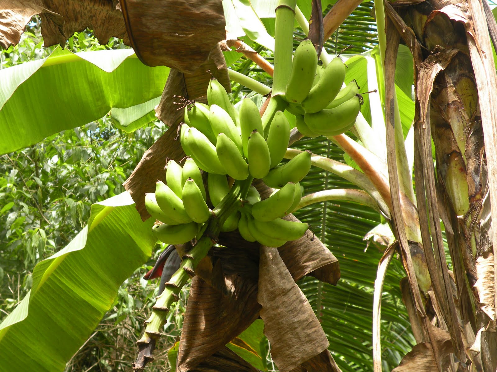 Dreamer Farm Belize Apple bananas Yum