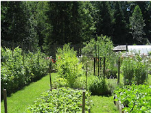 The Veggie Garden