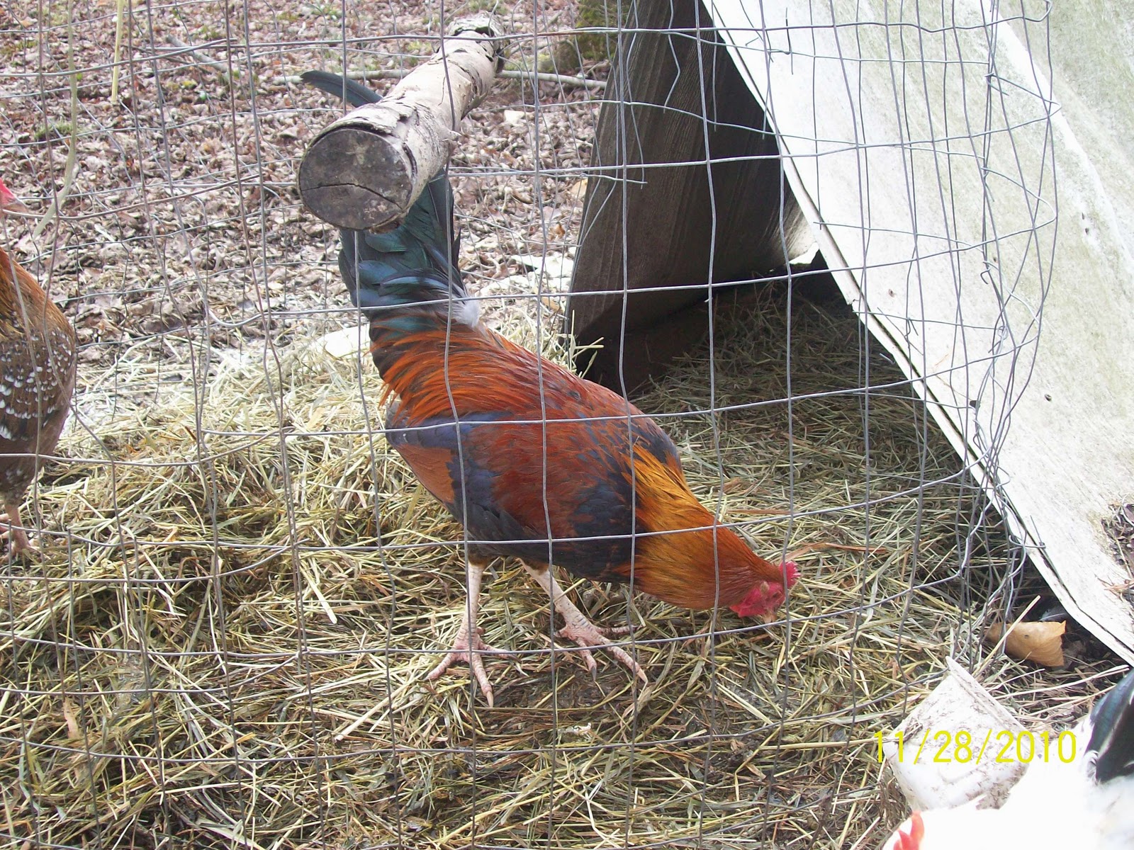 sleepyhollowgamefarm: These are my butcher blend. They come bb red and