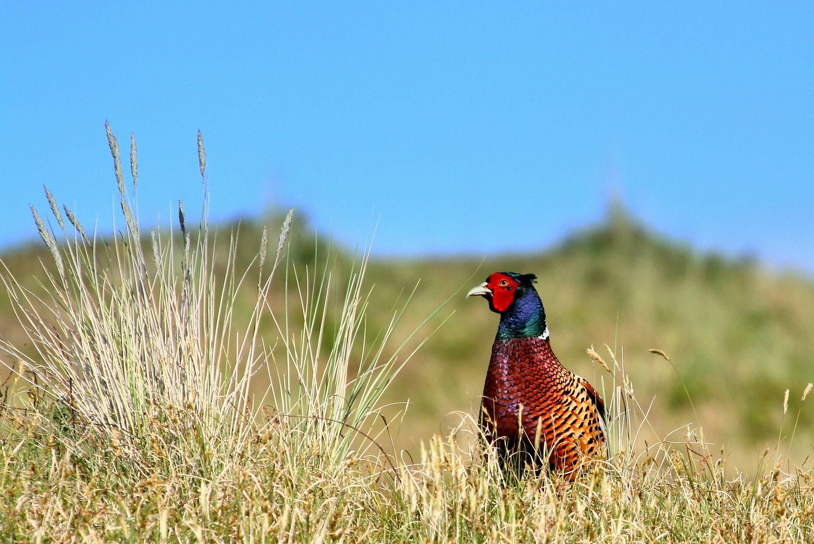 natuurfotografie-robert-wagter-fazanten-op-schiermonnikoog