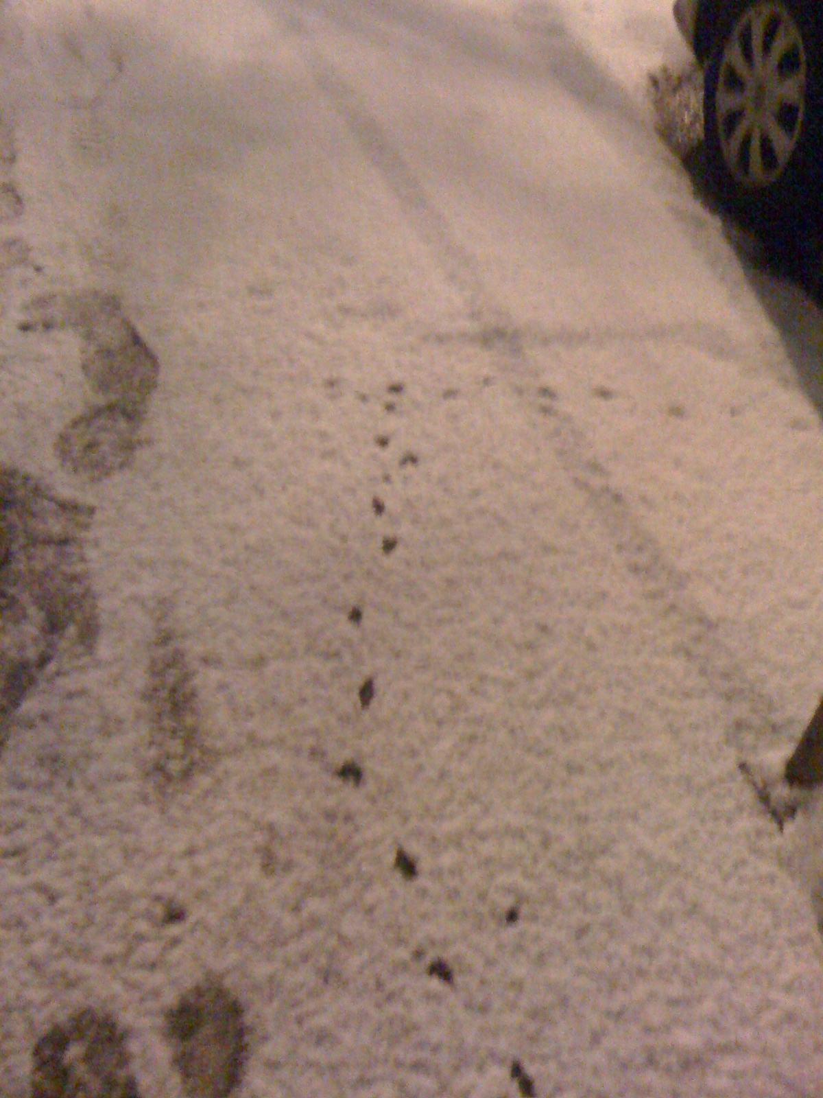 CityKin: Rat Tracks in Fresh Snow