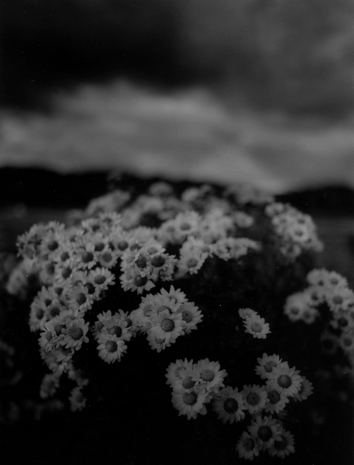 Famous Album Covers shade orchestra grey flower