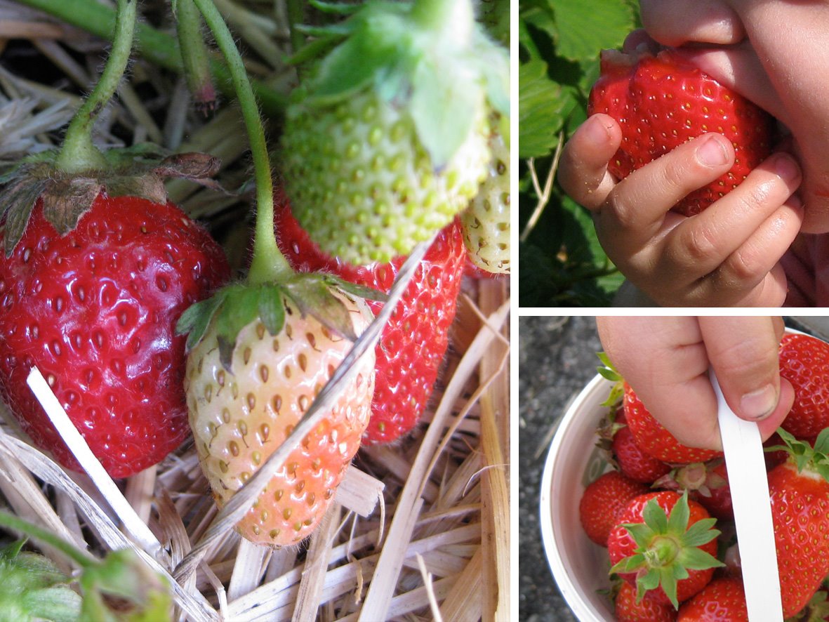 [Erdbeer_01.jpg]