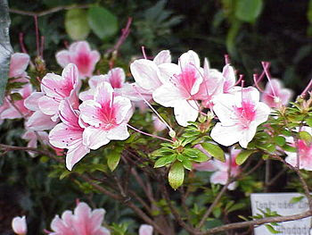 Rhododendron Azalea