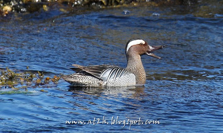 [Garganey.jpg]