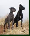 Great Dane