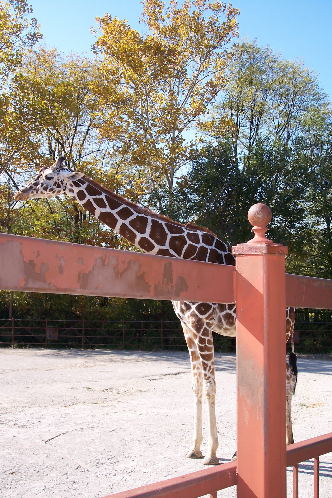 Small Travels and Musings Mesker Park Zoo, Evansville, In.